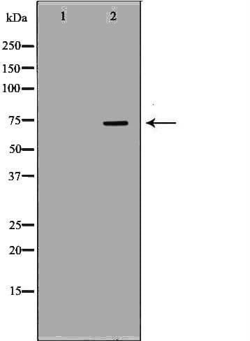 APLP1 / APLP-1 Antibody
