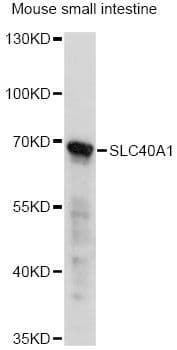 Polyclonal Rabbit anti-Human SLC40A1 / Ferroportin-1 Antibody (WB)