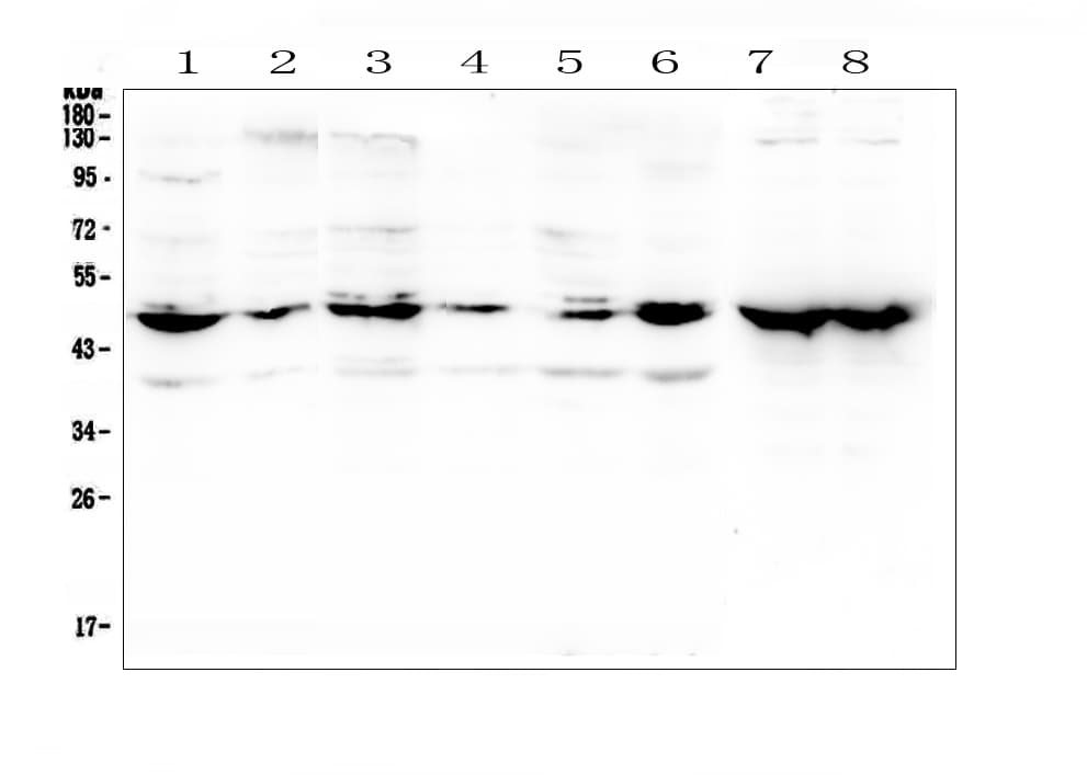 ENO2 / NSE Antibody