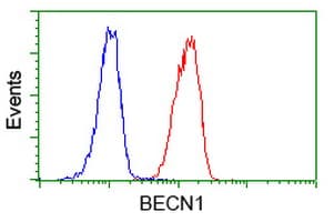 BECN1 / Beclin-1 Antibody (clone OTI1F1)