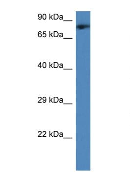 TMCO3 Antibody (aa244-293)