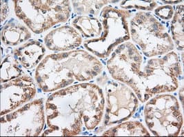 EIF2S1 Antibody (clone OTI5A5)