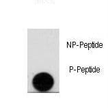IHC-plus™ LEO1 Antibody (phospho-Ser10)
