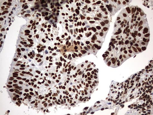 H2AFY2 Antibody (aa2-261, clone OTI1E9)