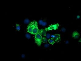 Paraplegin / SPG7 Antibody (aa300-573, clone OTI1C1)