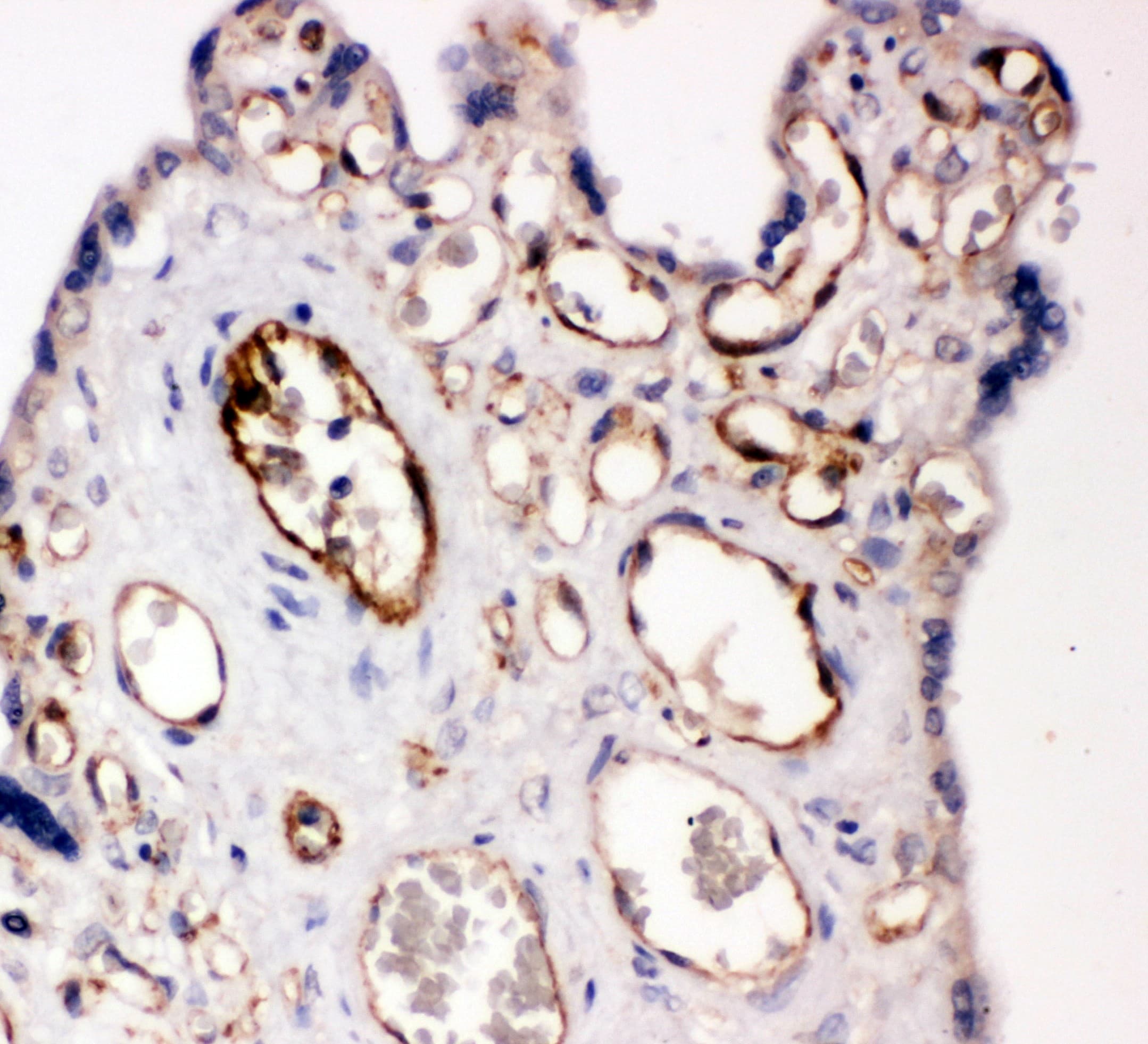PECAM-1 / CD31 Antibody (aa717-732)