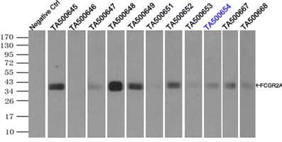 Monoclonal Mouse anti-Human CD32A Antibody (clone OTI15G5, IHC, IF, WB)