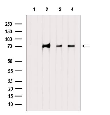 INTS10 Antibody
