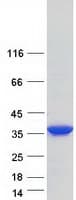 Human HOMER2 / Homer 2 Protein (Recombinant Myc-DDK (Flag))