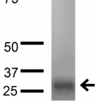 Monoclonal Mouse anti-Human VDAC1 / PORIN Antibody (clone S152B-23, IF, WB)