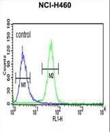 AKT2 Antibody