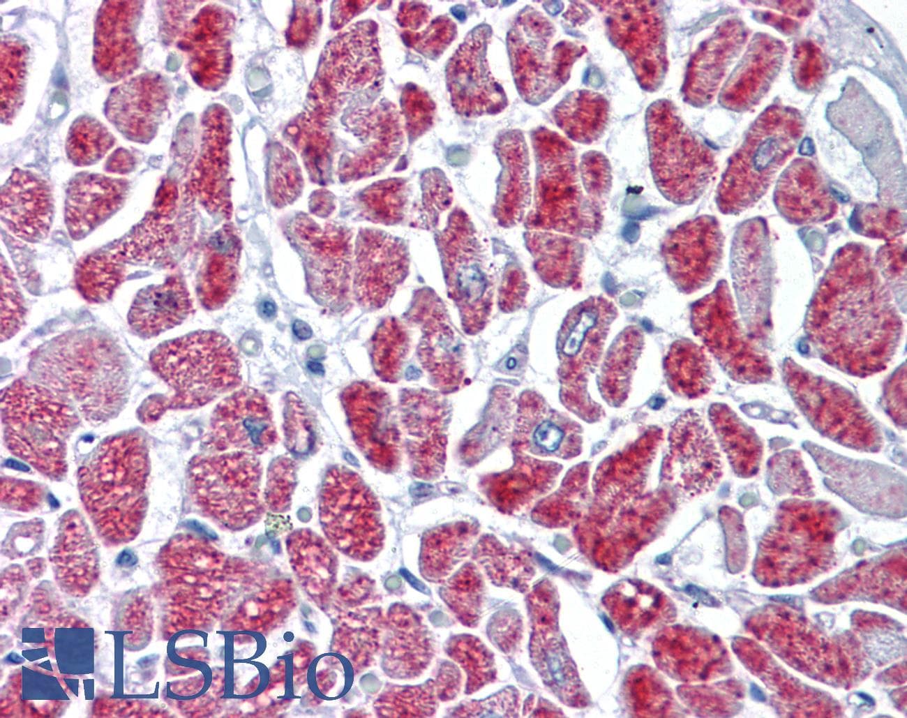 IHC-plus™ Monoclonal Mouse anti-Human GMPS / GMP Synthase Antibody (clone 1D10, IHC, WB)