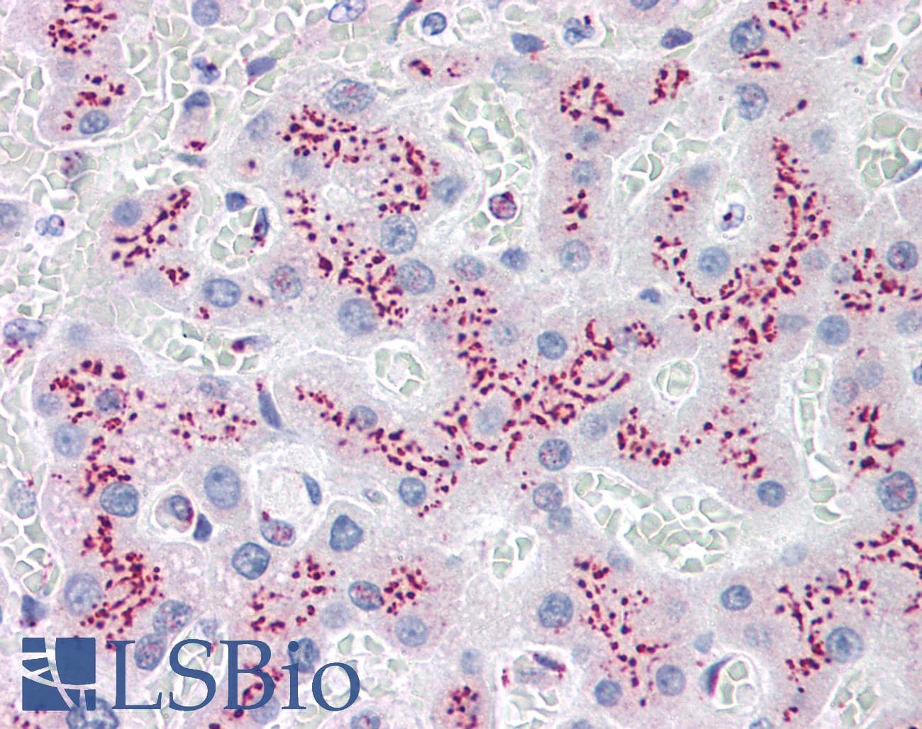 IHC-plus™ B4GALT1 Antibody