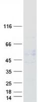 Human GABRA5 Protein (Recombinant Myc-DDK (Flag))