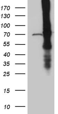 ABCF2 Antibody (aa1-235, clone OTI8F4)