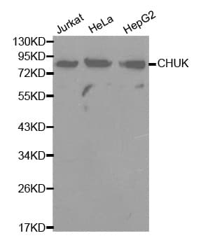 CHUK / IKKA / IKK Alpha Antibody