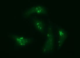 CHGA / Chromogranin A Antibody (clone OTI2F2)