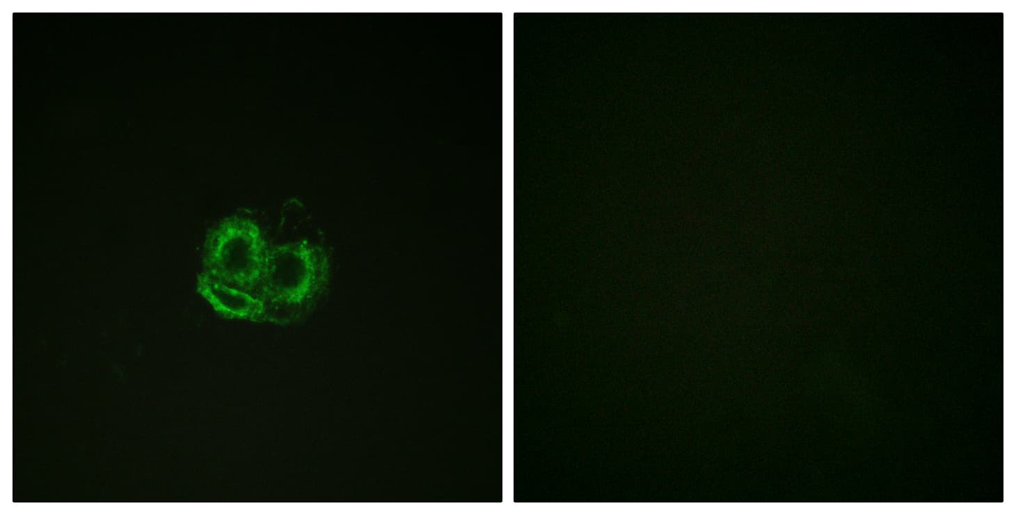 Actin Antibody (aa21-70)