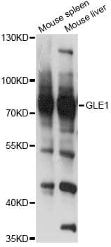 GLE1 Antibody