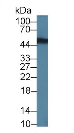 NOVA1 Antibody