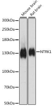 NTRK1 / TrkA Antibody