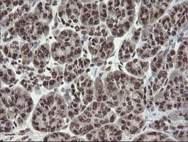 CHN1 Antibody (clone OTI2G6)