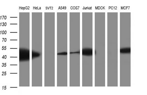 TXNDC5 / ERP46 Antibody (clone OTI1E2, Carrier-free)