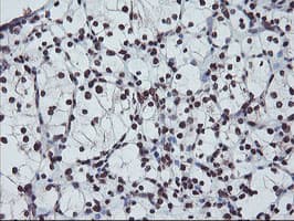 FMR1 / FMRP Antibody (aa36-279, clone OTI5B9)