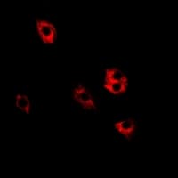 SRP19 Antibody