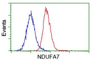 Monoclonal Mouse anti-Human NDUFA7 Antibody (clone OTI2C3, IHC, WB)