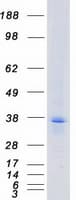 Human F2RL3 / PAR4 Protein (Recombinant Myc-DDK (Flag))