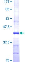Human FAAH Protein (Recombinant GST, N-terminus)