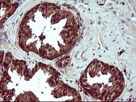 BID Antibody (clone OTI4A1)