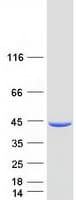 Human SEPHS1 / SPS Protein (Recombinant Myc-DDK (Flag))