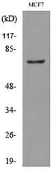 CEACAM5 / CD66e Antibody