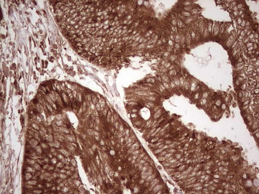 Monoclonal Mouse anti-Human WIBG Antibody (clone OTI5E2, IHC, WB)