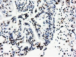 NT5DC1 Antibody (clone OTI1E11, Carrier-free)