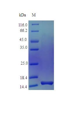 Human PTN / Pleiotrophin Protein (Recombinant)