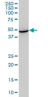 IHC-plus™ HSPA13 Antibody (clone 1H8)