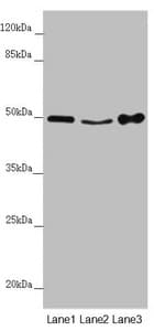 MYLIP / IDOL Antibody