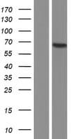 ATL1 Protein (Over-Expression Lysate Myc-DDK (Flag))