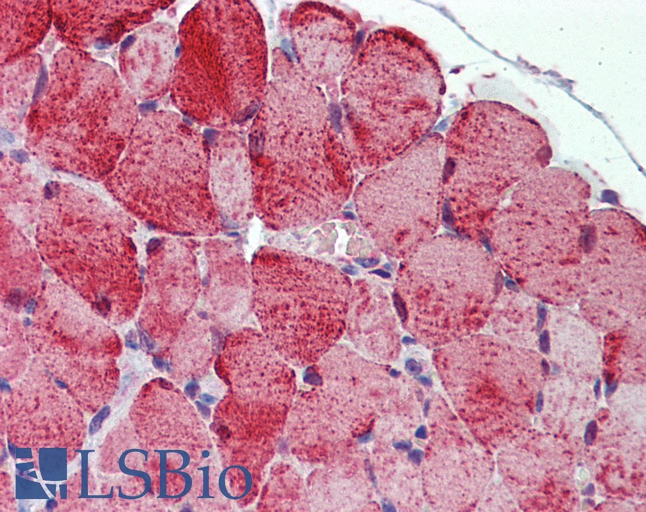 PLIN5 / OXPAT / LSDP5 Antibody (C-Terminus, Biotin)