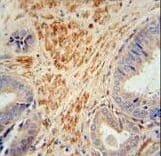 FSTL1 Antibody (aa280-308)