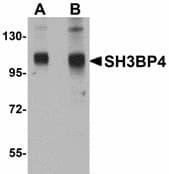 IHC-plus™ SH3BP4 Antibody