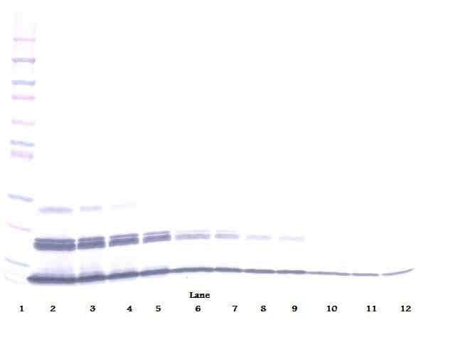 CXCL16 Antibody