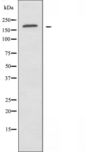 ABCA8 Antibody