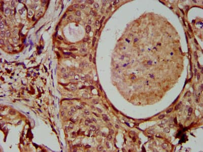 ISG54 / IFIT2 Antibody