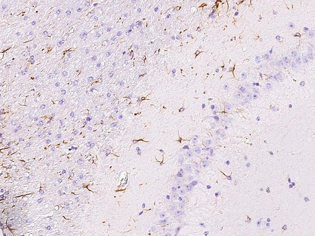 Polyclonal Rabbit anti-Mouse GFAP Antibody (Preservative Free, IHC)