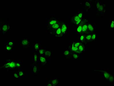 HIST1H3A Antibody