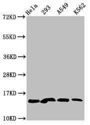 HIST1H2BN Antibody